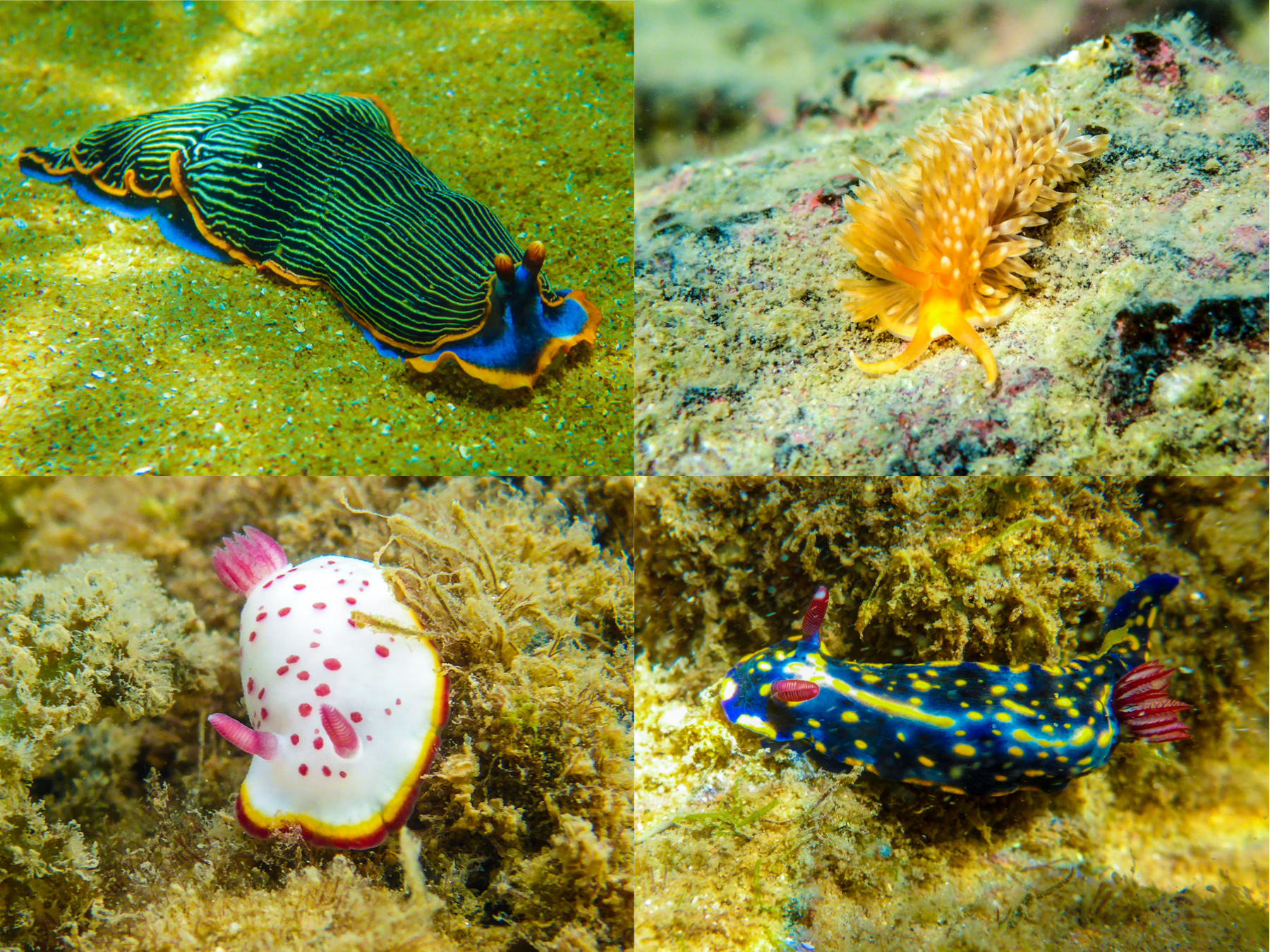 Nudibranchs_JH (002)